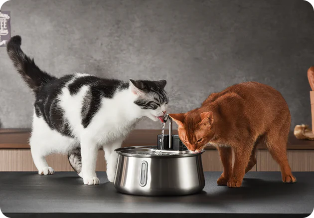 Designed to Prevent Whisker Fatigue
